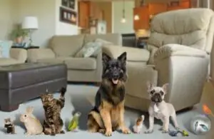 Pets in Home (2)